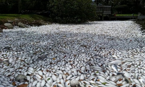 Nguyên nhân cá chết hàng loạt ở Campuchia là do thời tiết nắng nóng kỷ lục và khô hạn kéo dài