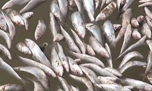 Trong khi đó, các nhà khoa học ở Chile cũng đang đau đầu vì hiện tượng cá chết hàng loạt ở nước này