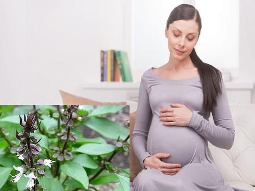 Phụ nữ mang thai ăn nhiều rau húng quế cũng có nguy cơ sảy thai