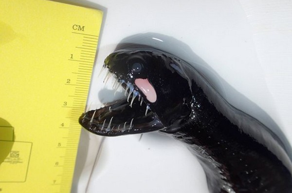 Cá rồng đen được coi là loài sinh vật biển ghê rợn nhất hành tinh