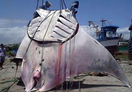 Ngư dân Peru bắt được sinh vật biển khổng lồ nặng hơn 1 tấn