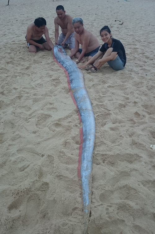 Sinh vật biển lạ dài 4 mét dạt vào bờ biển Quảng Bình