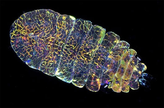 Sinh vật biển biến hình nhấp nháy như viên đá Sapphire