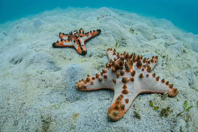 Đây là loài sinh vật biển được biết đến nhiều nhất