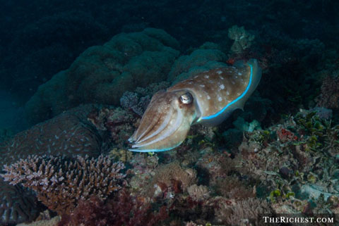 Sinh vật biển có kỹ năng thôi miên kỳ lạ