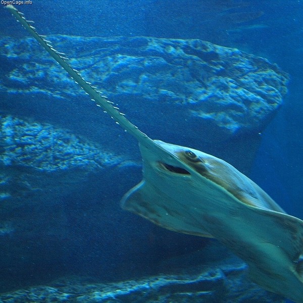 Cá kiếm (cá đao) được mệnh danh là 'trinh nữ sinh con'