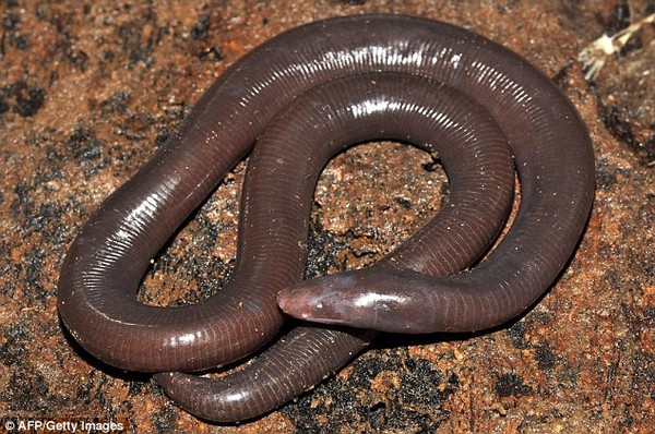 Xuất hiện sinh vật lạ vừa giống giun vừa giống rắn ở Campuchia