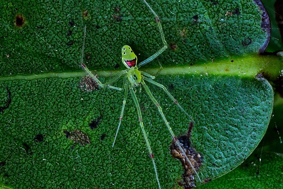 Sinh vật lạ thuộc loài nhện tạ Hawaii có hình mặt cười trên lưng