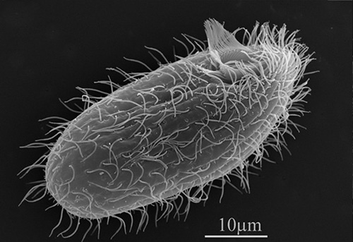 T.thermophila là vi sinh vật lạ nhân chuẩn đơn bào hình trứng, có thể được tìm thấy trong môi trường nước ngọt