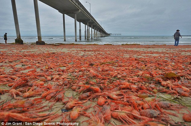 Cảnh tượng bờ biển Mỹ bị nhuộm đỏ bởi những con cua