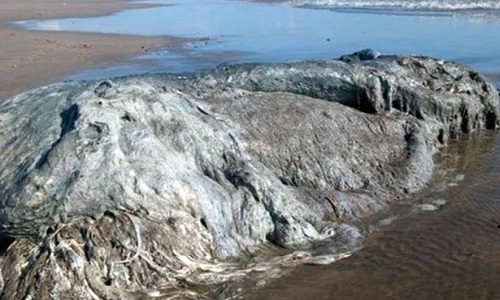 Xác sinh vật lạ dạt vào bờ biển Bonfil phía tây nam Mexico. Ảnh: CEN