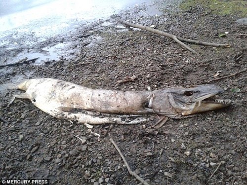 Xác sinh vật lạ trôi dạt vào bờ hồ nước Anh có chiều dài gần 2m