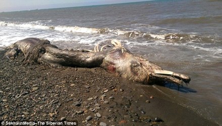 Hình ảnh xác sinh vật lạ trôi dạt vào bờ biển Nga hồi đầu tháng 6/2015