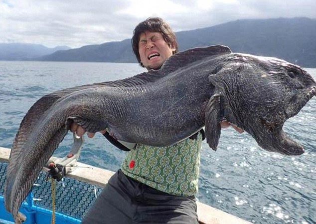 Đã có không ít trường hợp ngư dân Nhật Bản phát hiện hoặc bắt được sinh vật lạ, cá khổng lồ