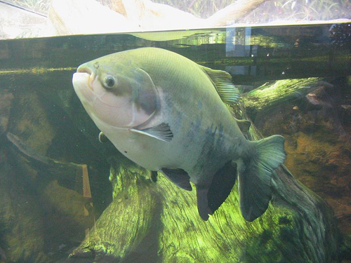 Con cá Pacu, loài cá ăn tạp bản địa tại Brazil,từng ăn tinh hoàn của những ngư dân và người đi bơi