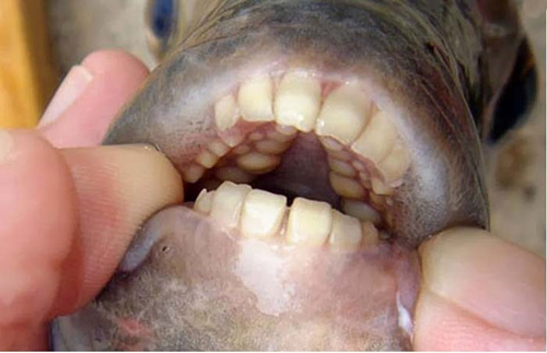 Loài sinh vật lạ có bộ răng giống người này được xác định là loài cá Pacu