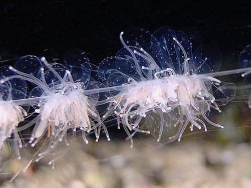 Apolemia uvaria thường được gọi là sứa dây thép gai