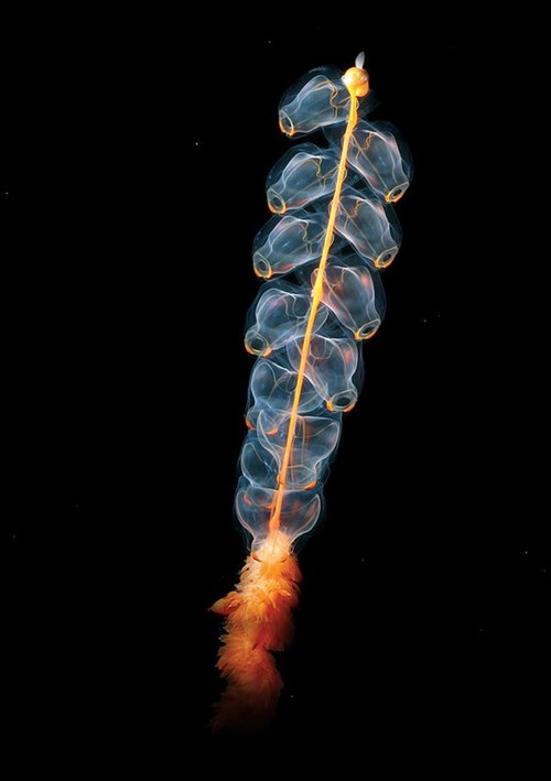 Marrus orthocanna là một loài sứa ống