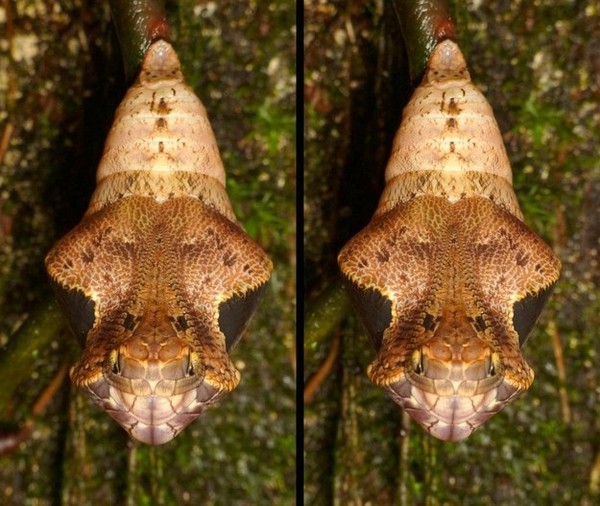 Sinh vật lạ - Con sâu bướm 'quái dị' cải trang thành rắn để trốn kẻ thù