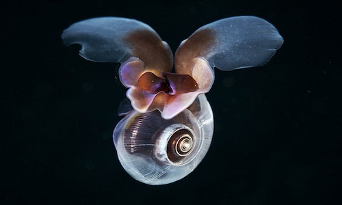 Cách loài ốc sên biển di chuyển trong nước. Ảnh: David Murphy
