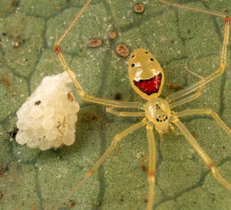 Loài sinh vật lạ 'nhện mặt cười' ai cũng thích ngắm