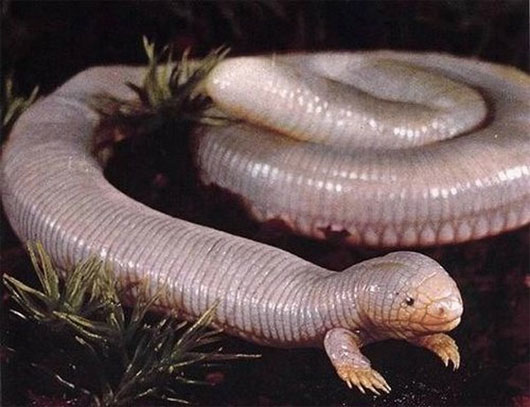 Sinh vật lạ quái dị đầu rùa, thân rắn lai giun xuất hiện ở Mexico