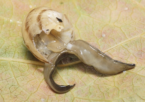 Loài sinh vật lạ dùng miệng ở giữa bụng tiêu thụ những con ốc sên
