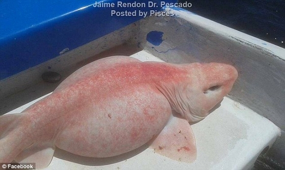Hình ảnh loài cá sinh vật lạ có cơ thể màu hồng và cái bụng phình to