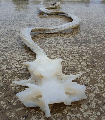 Bộ xương của sinh vật lạ dạt vào bờ biển New Zealand. Ảnh: Facebook