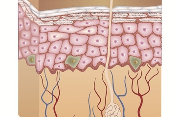Tin khoa học mới nhất về cách chữa lành vết thương trên da