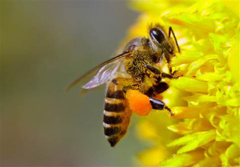 Sơ cứu khi bị ong chích