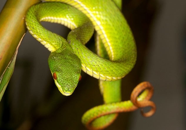 Bị rắn độc cắn có thể nguy hiểm đến tính mạng