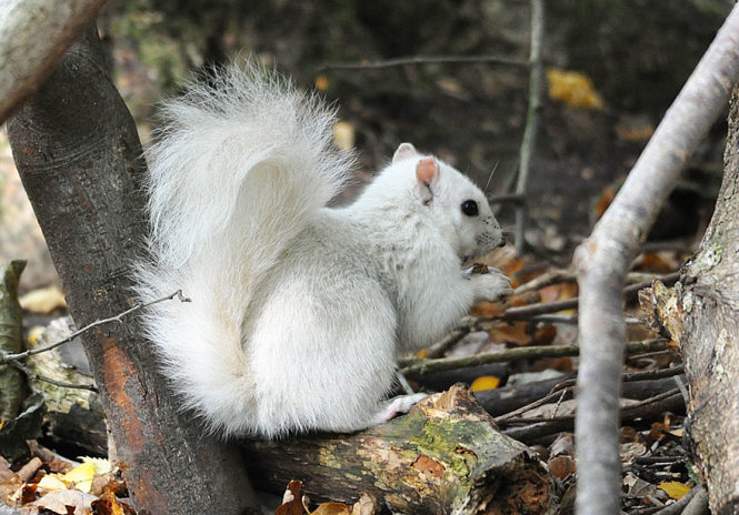 Chú sóc trắng cực hiếm được tìm thấy trong công viên Marbury, Anh