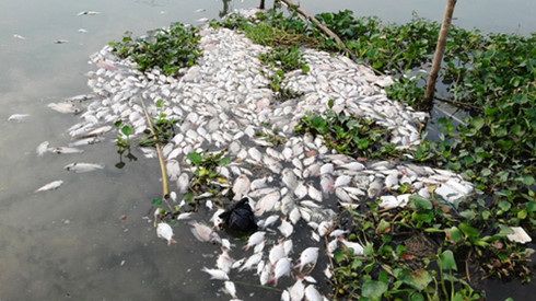 Cá nuôi bè trên sông Cái Vừng lại chết hàng loạt