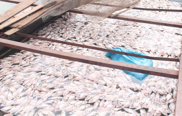 cá nuôi trong lồng bè của ngư dân trên sông Đồng Nai chết đồng loạt 