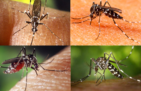 Bộ Y tế mách cách tiêu diệt ‘muỗi nhà vua’ siêu đẻ truyền sốt xuất huyết