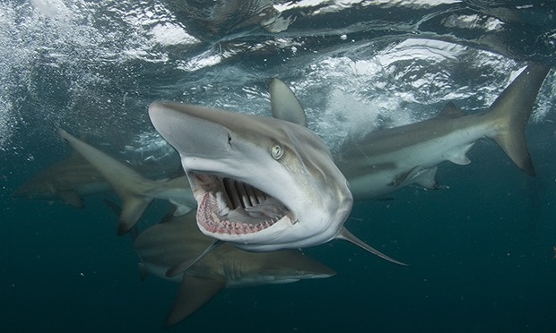 Lầm tưởng  ‘cá mập ăn thịt người’ lại thường được cho là sự thật về cá mập