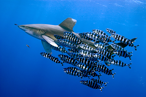 Cá mập được coi là yếu tố nền tảng của hệ sinh thái biển