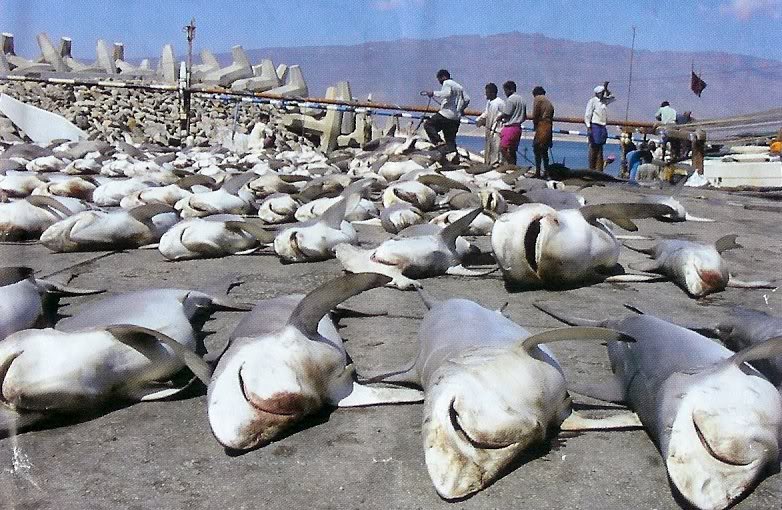 Hàng trăm triệu con cá mập bị giết hại mỗi năm chỉ để lấy vây (vi)