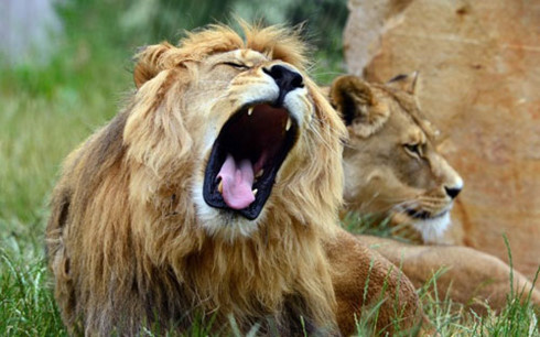 Sư tử xổng chuồng, ‘rủ nhau đi dạo’ quanh thủ đô Kenya