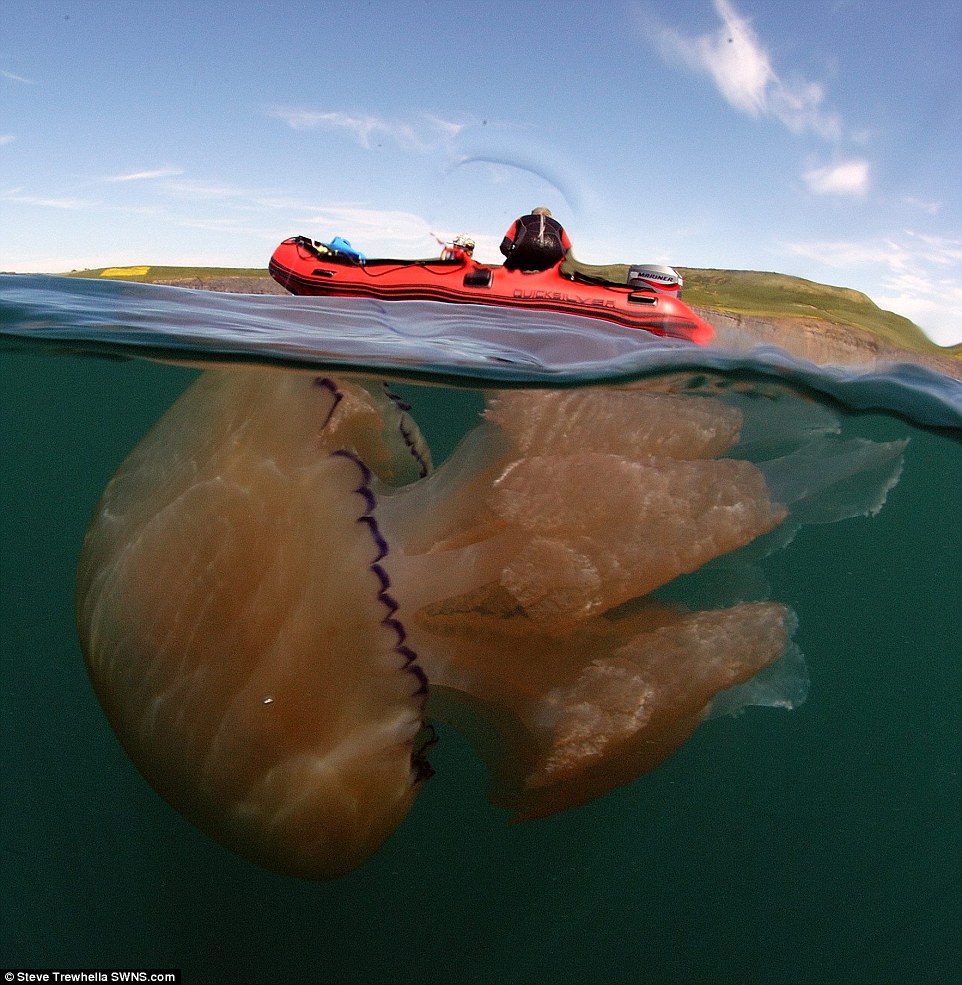 hàng chục nghìn con sứa khổng lồ đã xuất hiện gần bờ biển tây nam nước Anh