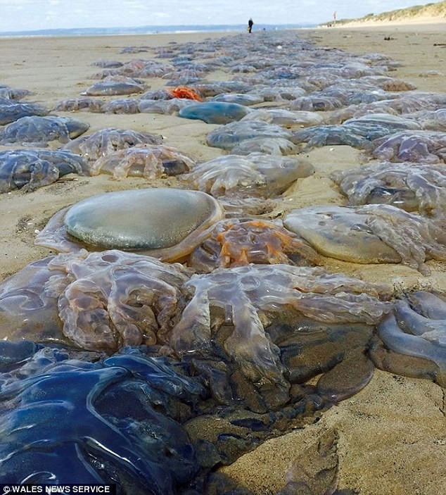  Hàng ngàn con sứa khổng lồ thuộc họ Barrel đang nằm phơi mình trên bờ biển