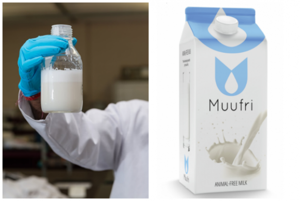 Các kĩ sư sinh học Mỹ đã chế tạo thành công sữa nhân tạo