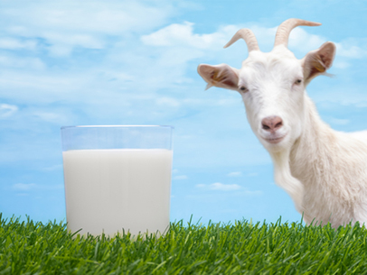 Sữa dê có khả năng nhiễm độc là tin tức mới nhất về vấn đề an toàn thực phẩm