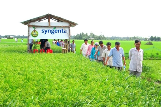 Trong năm 2016, Syngenta sẽ chuyển giao cho Việt Nam 3 giống ngô mới có năng suất chất lượng vượt trội