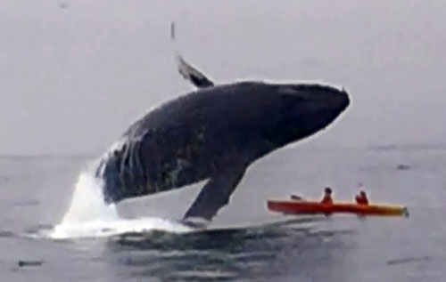 Khoảnh khắc xảy ra vụ tai nạn hy hữu khi con cá voi lưng gù bật khỏi mặt nước rồi bổ nhào vào thuyền của hai du khách Anh