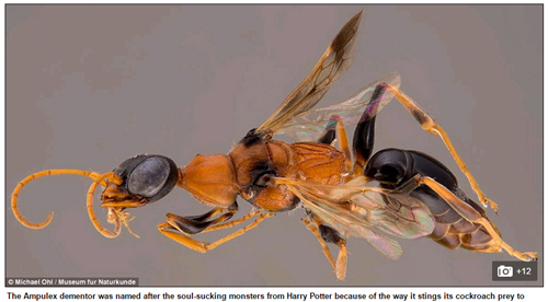 Loài ong Ampulex dementor. Ảnh Daily Mail