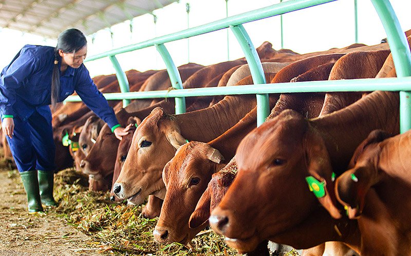 'Bầu' Đức chia sẻ về nghiệp… chăn bò