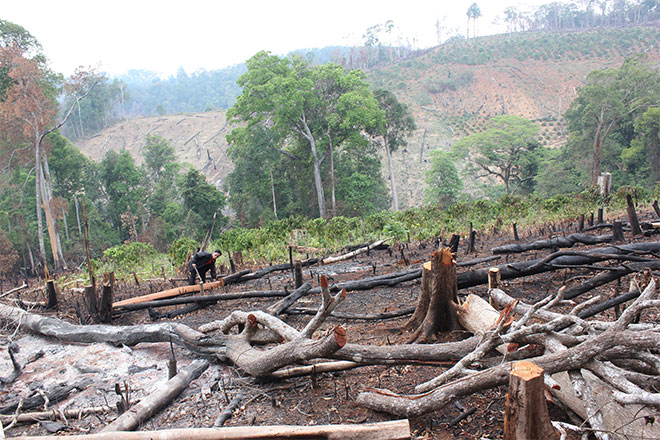 tàn phá rừng đầu nguồn ở Đắk Nông 