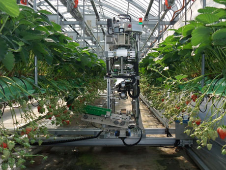Robot giúp tự động hóa sản xuất nông nghiệp